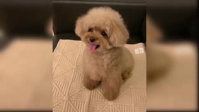 Cute Pet Dog funny reaction videos