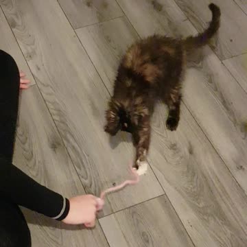 ARNIA maine coon kitten