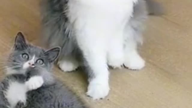 Cute funny cat