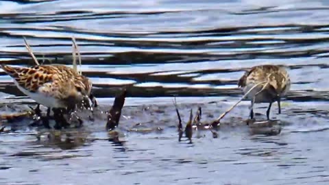 Killdeer