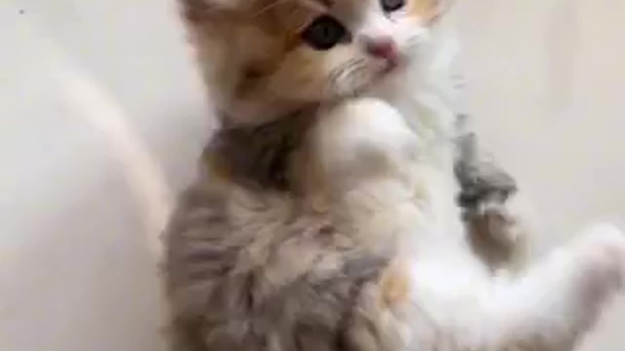 Beautiful cat 🐈 trending video