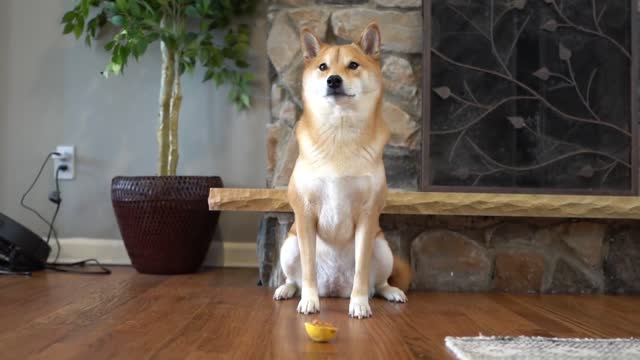 a peanut butter covered lemon