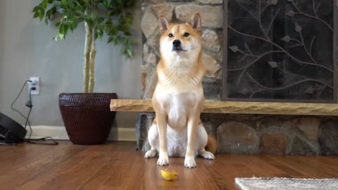 a peanut butter covered lemon