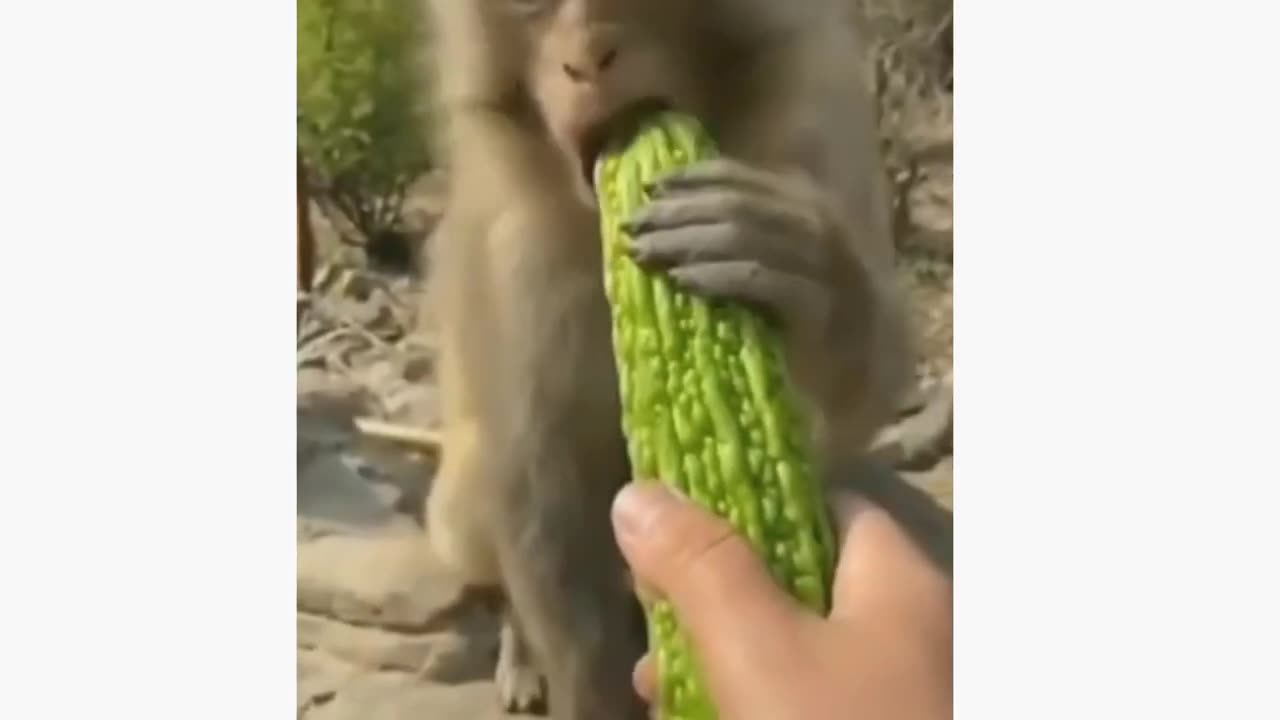 Funny animal videos__Funniest animals video 2023 ,cat,dog,monkey animals video.mp4 #rumble #viral