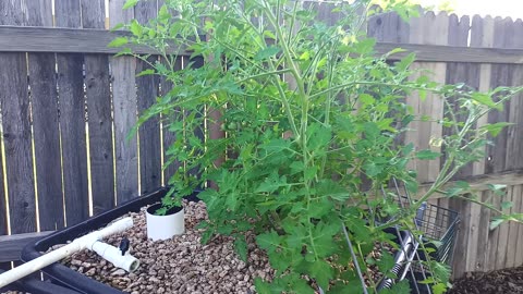 June 18 Aquaponics Update