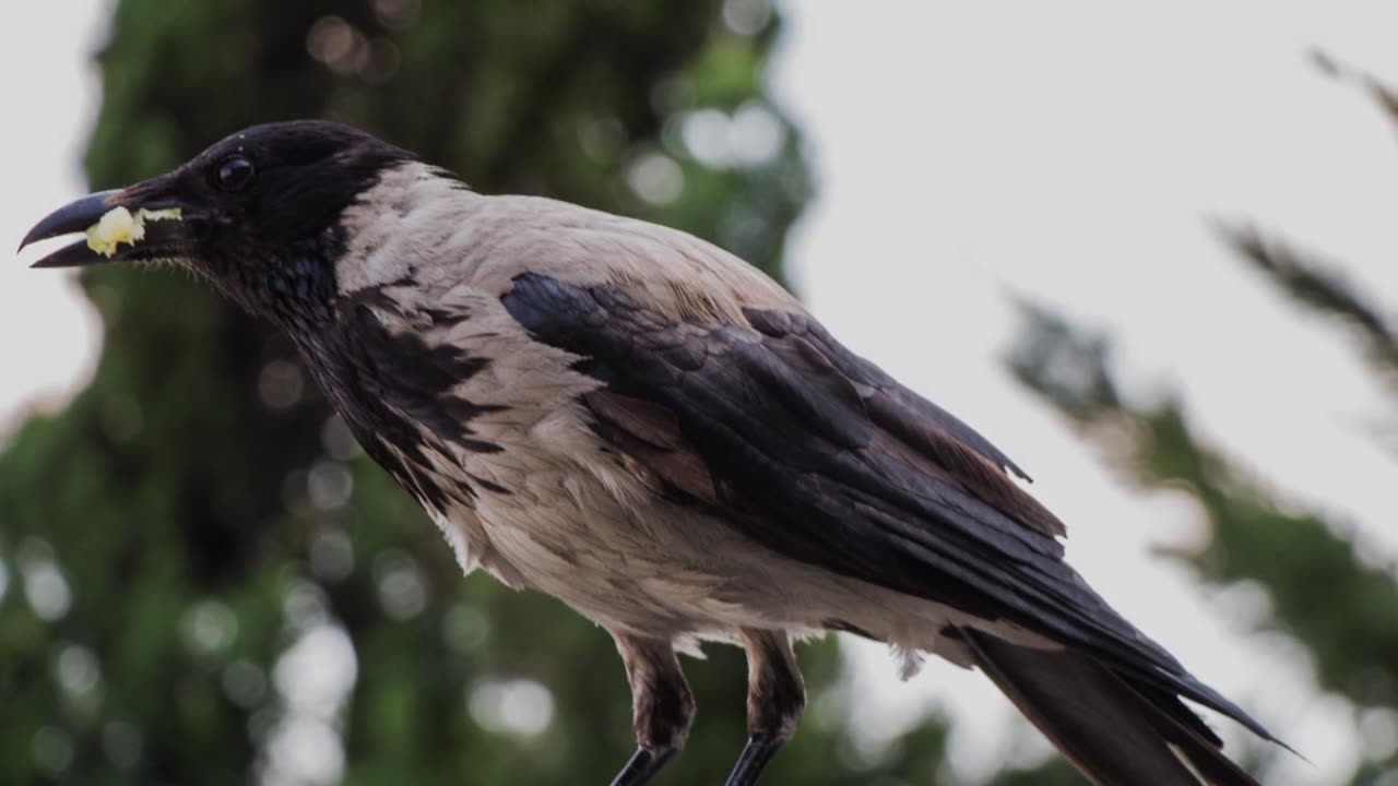 The Hooded Crow: Close Up HD Footage (Corvus cornix)