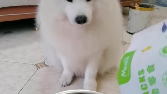 Greedy and cute dog