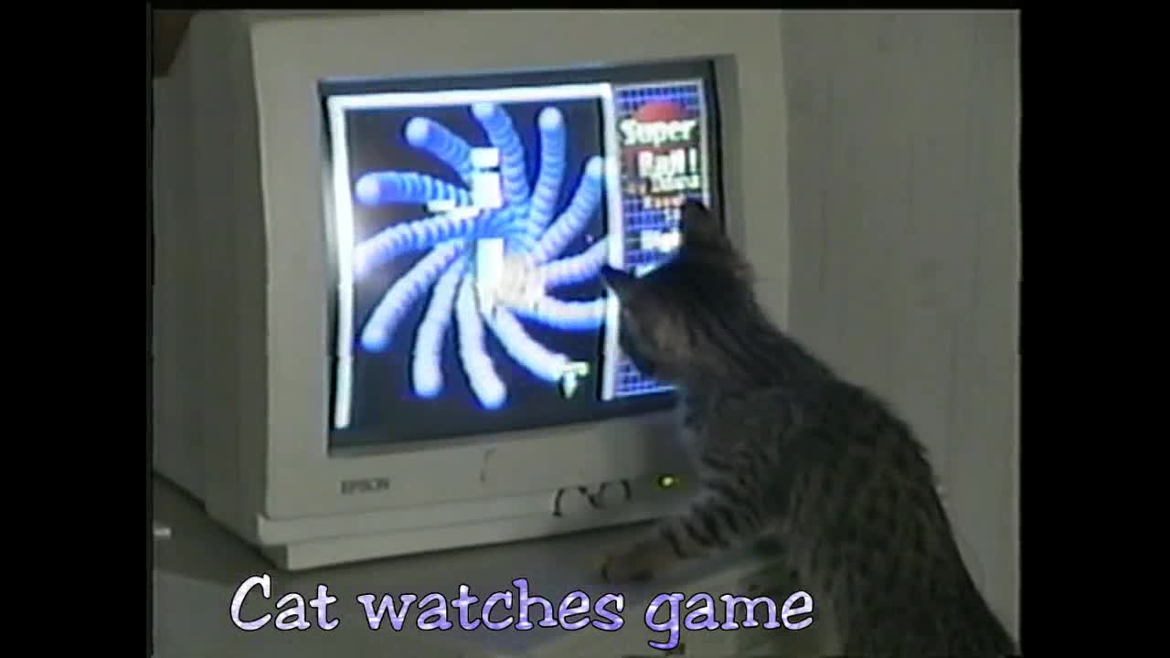Cat Watches Computer Game in 1999