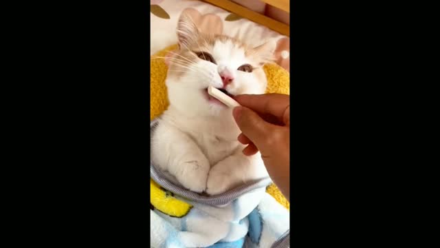 This Adorable Cat Is So Soft And Cuddly You'll Fall In Love Immediately! 😛😛