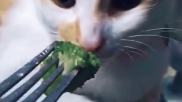 Gourmet cat