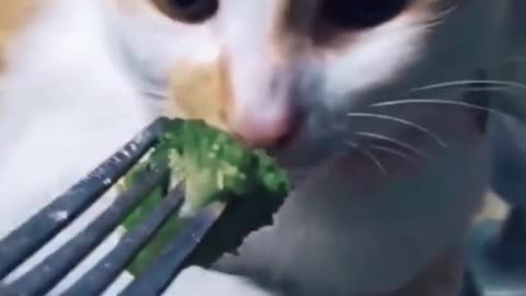 Gourmet cat