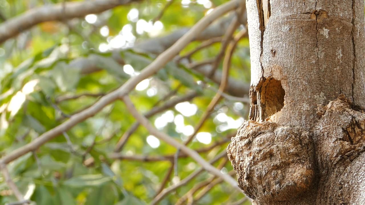 Lineated Barbet bird feeding chick in burrow on tree.