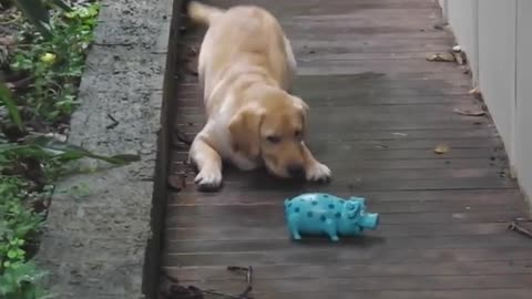 Labrador Retriever Puppy Talking to his brand new Piggy Toy! Cuteness Overload!!