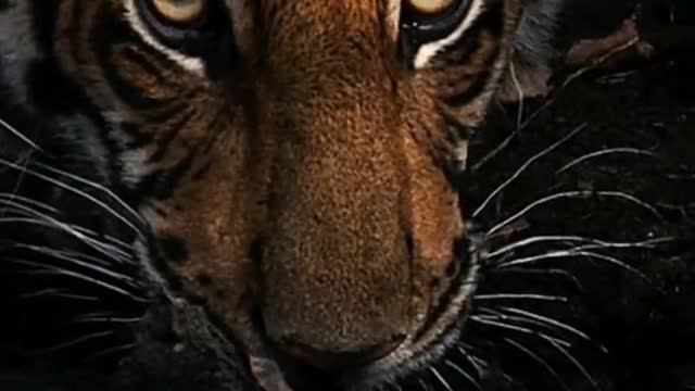 African tiger