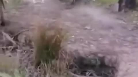 Cute and funny animals..... video...