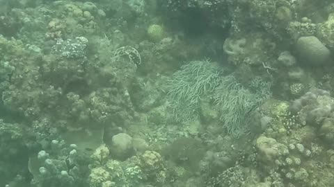 Snorkeling Around a Reef in Recovery