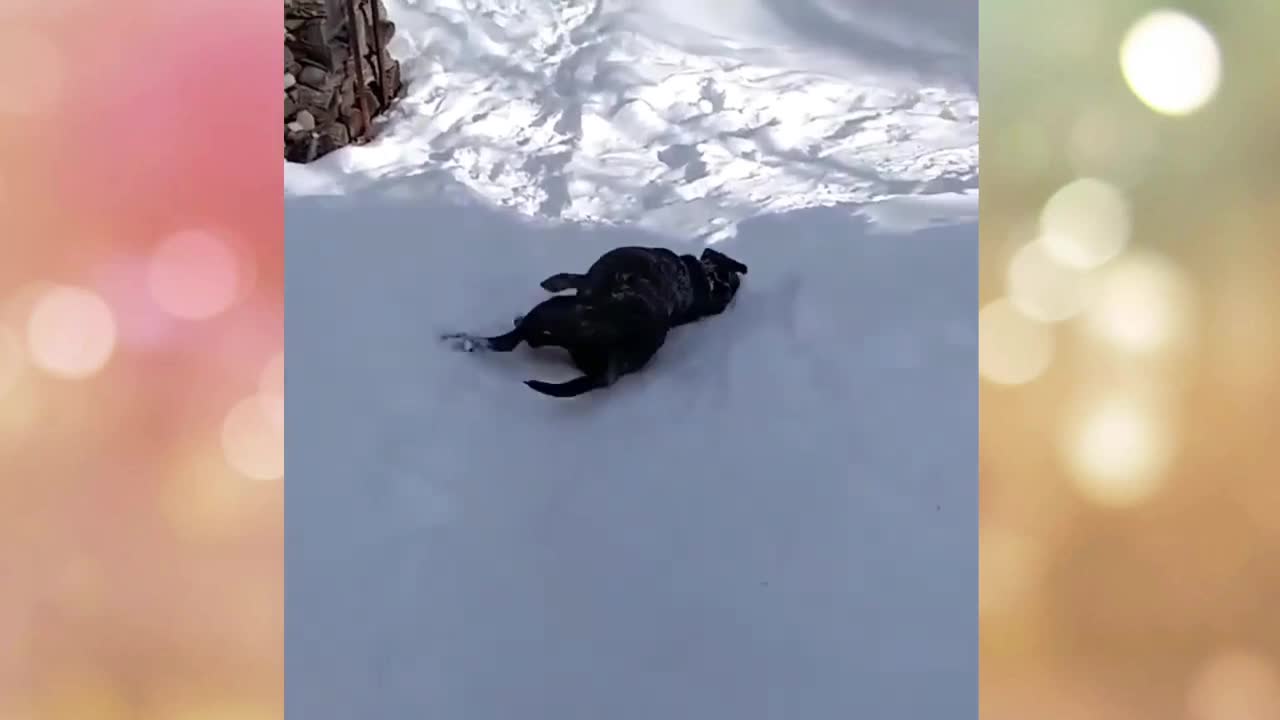 Funny Animals #3