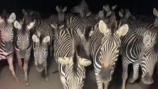 What do zebras do at night
