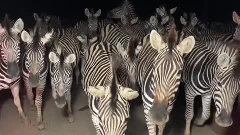 What do zebras do at night