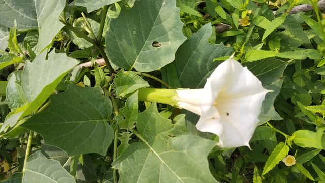 White colour Datura metel flower