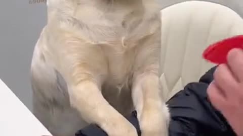 Funny dog video