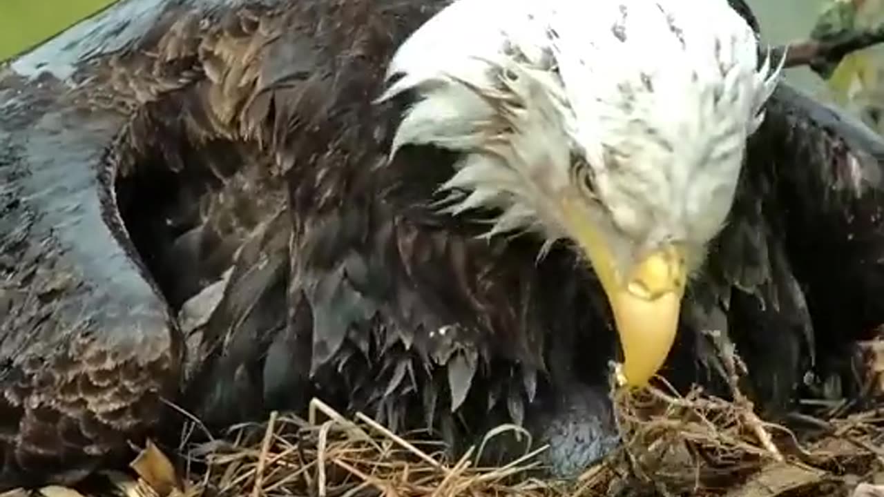 Hatchery Dad turned Dadbrella. He protects his eaglet from the elements 💚