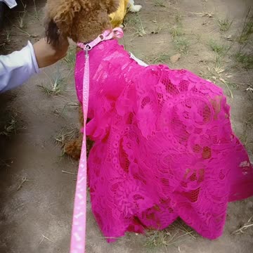 Poodle drink water before fashion show