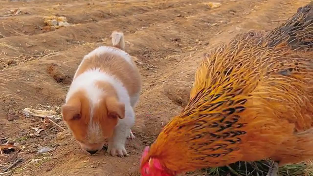 Chicken and Gouzi grab biscuits cute pet dog