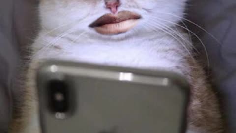 Cat meme