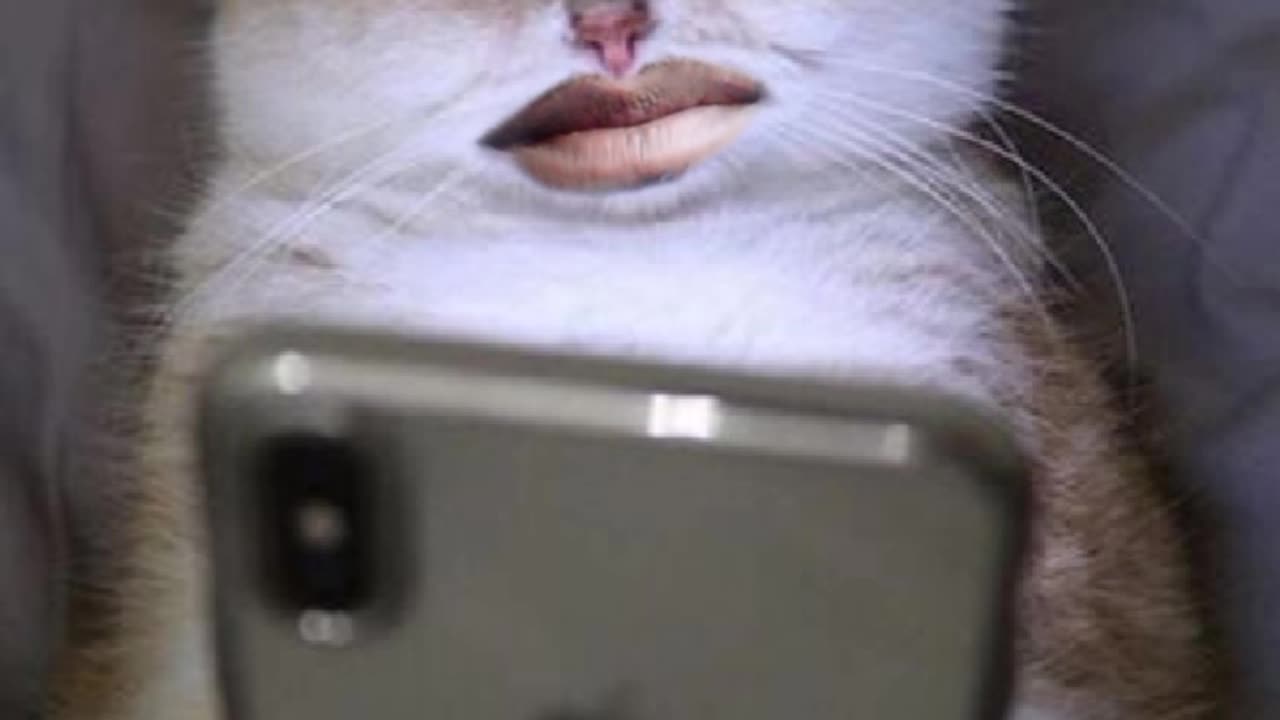Cat meme