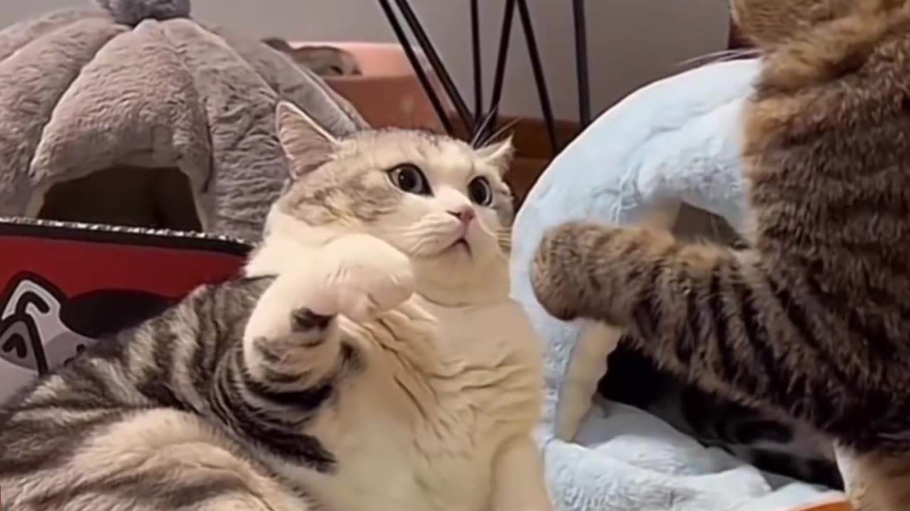 Cats Fighting Viral Funny video 😹😹