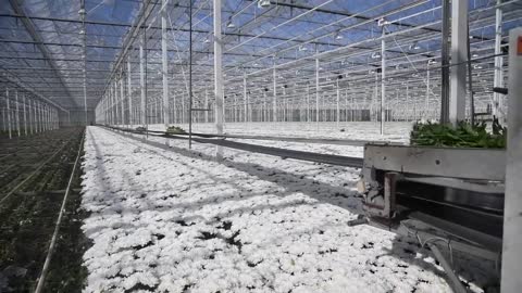 Glasshouse Vegetable Production in the Netherlands