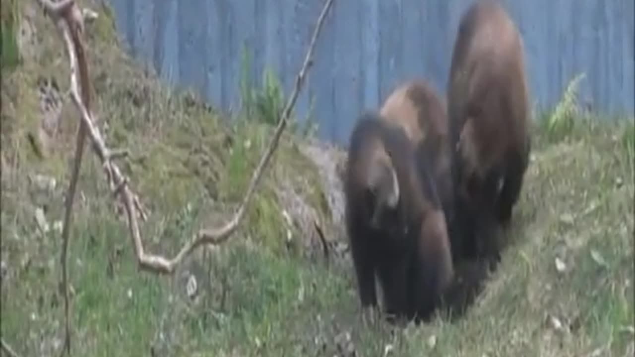 Wolverine hunting and socializing skills