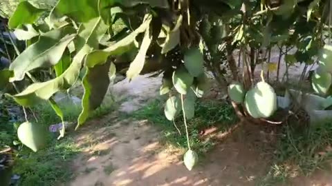 mango tree