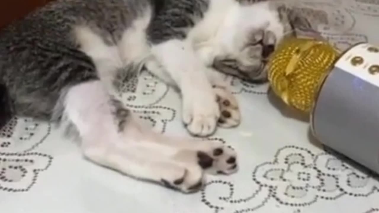 Funny short clips cat 😺
