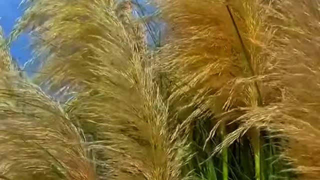 # autumn # wind# grass # foryou # tiktok# fbeauty # scenery