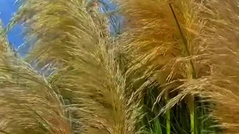 # autumn # wind# grass # foryou # tiktok# fbeauty # scenery
