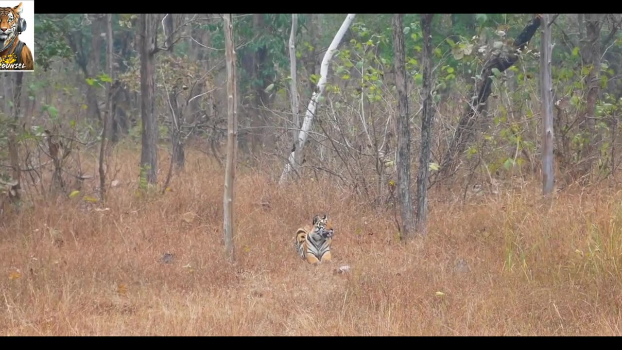 Exploring wildlife in panna national park