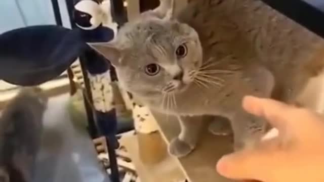 Best videos cats funny