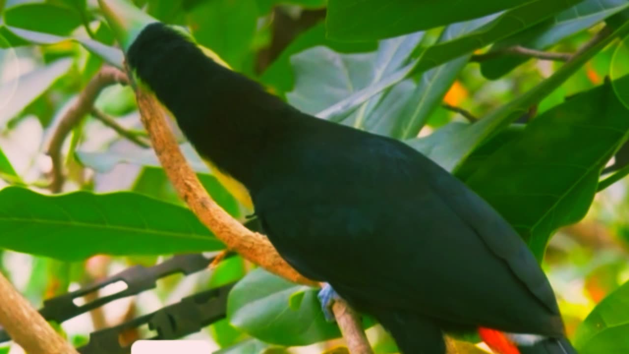 Green toucan