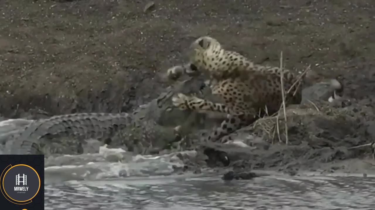 Jungle Clash: Alligator vs. Tiger – A Battle for Dominance
