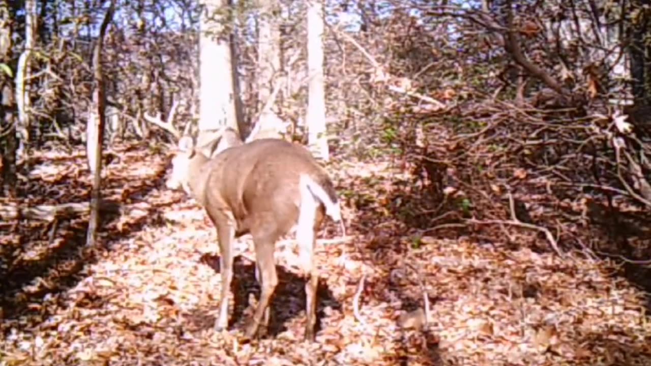 Buck working scrape!!