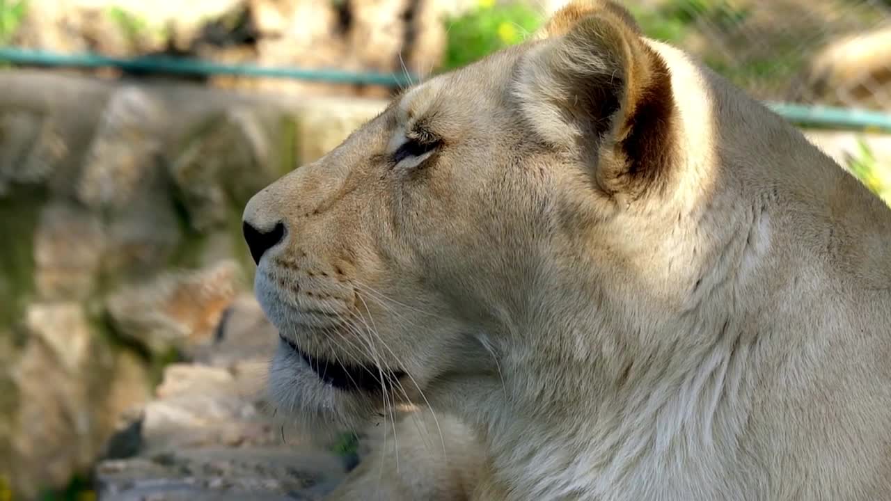 lion lying on the ground in zoo cage