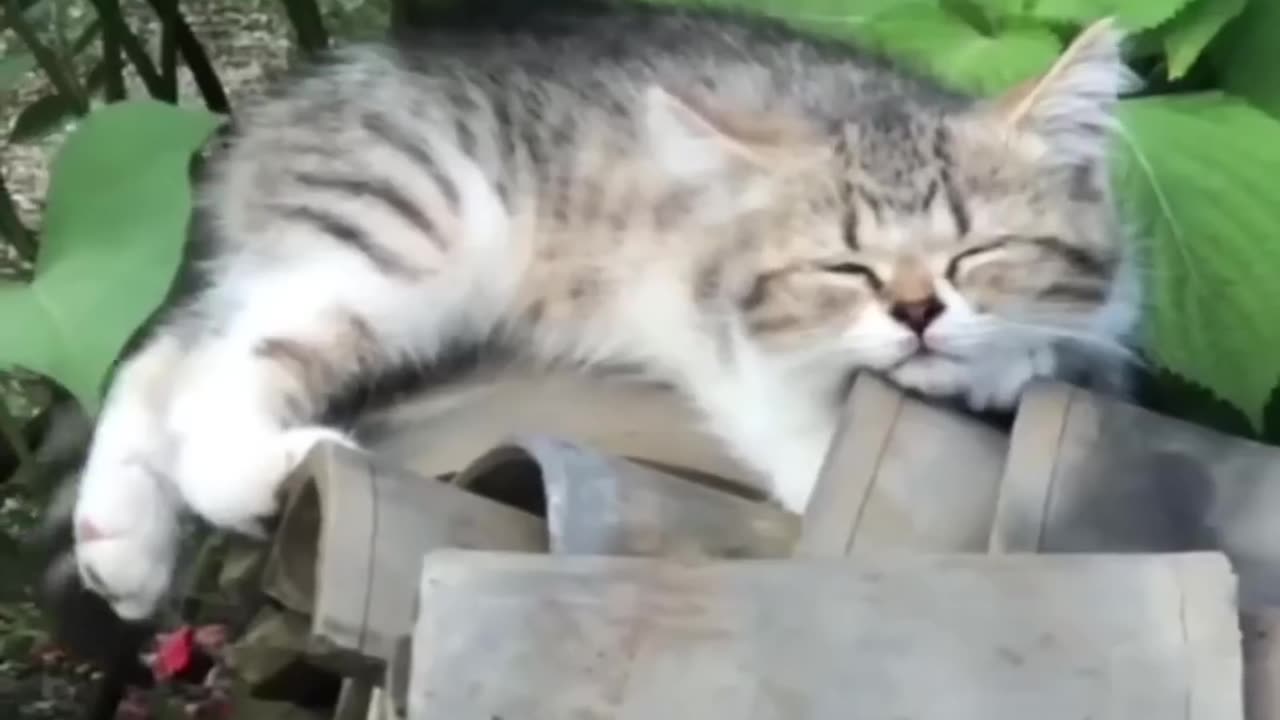 Best_Cute_Cats%F0%9F%98%B9Funny_Fail_ops_Moments_