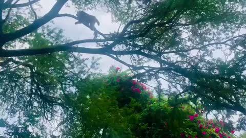 Funny monkey