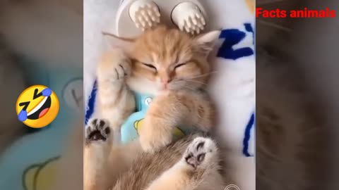 Baby cat - Cute and funniest cats video || 🤣funny cat and animals videos