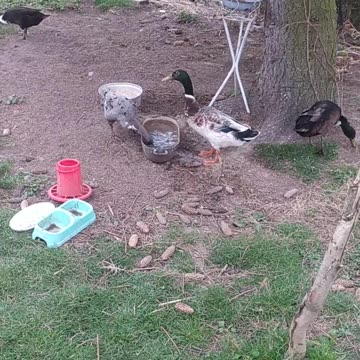 Ducklings for afternoon tea ;-)