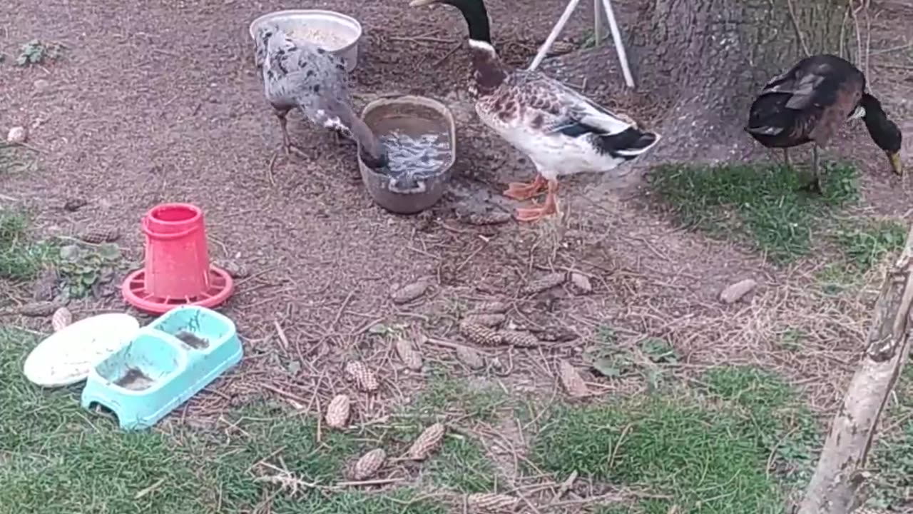 Ducklings for afternoon tea ;-)