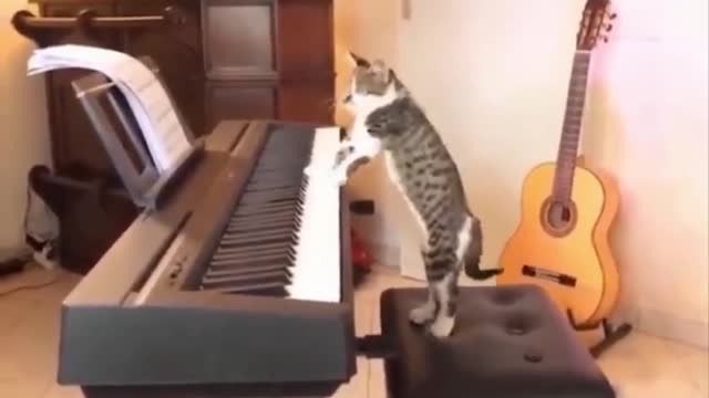 funny cat