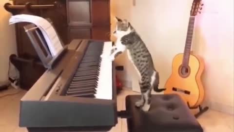 funny cat